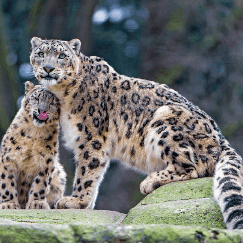 Karakoram Range - Leopard