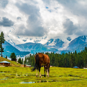 Fairy Meadows