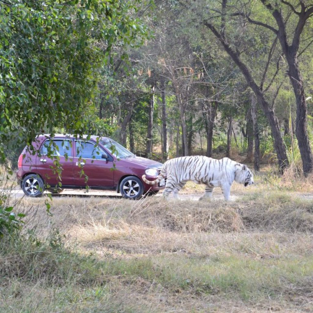 Lahore Safari Park