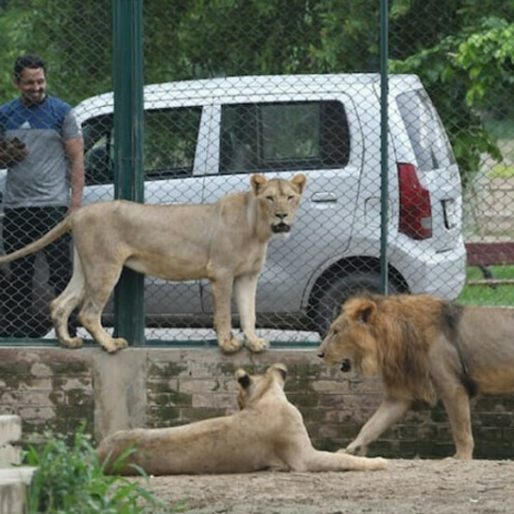 Lahore Safari Park