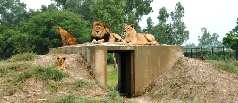 Lahore Safari Park