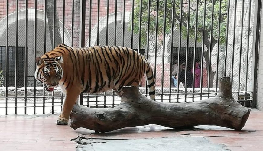 Lahore Zoo