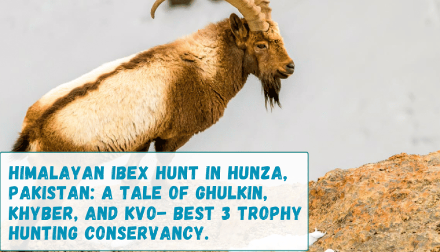 Ibex Hunt in Hunza