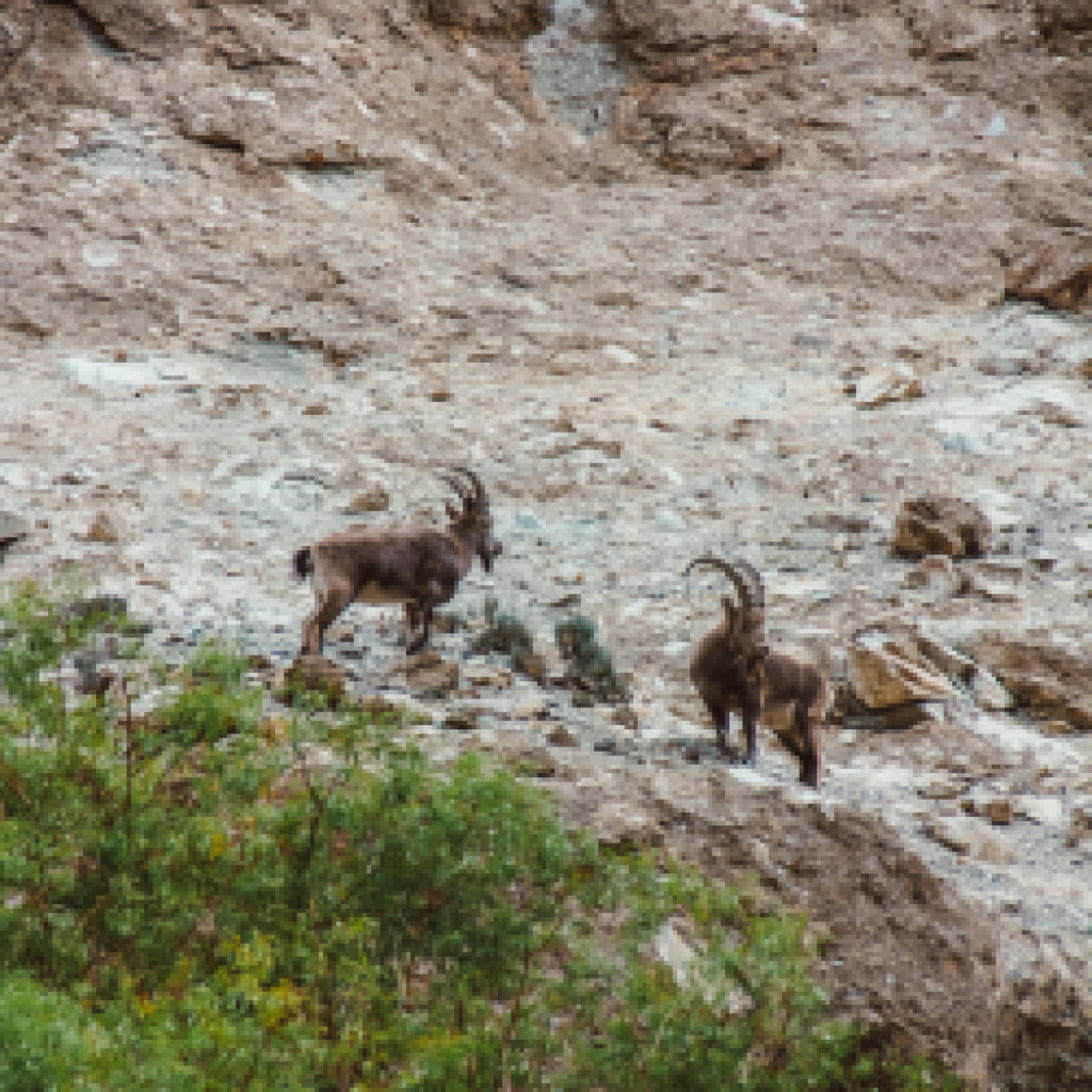 Ibex Hunt in Hunza
