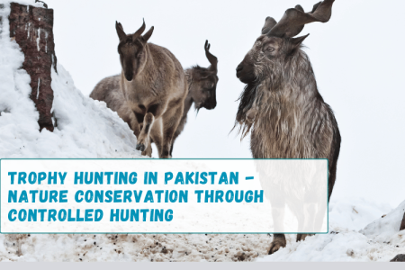 Trophy Hunting in Pakistan