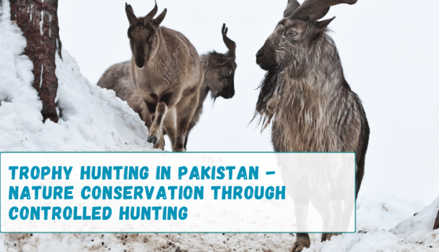 Trophy Hunting in Pakistan