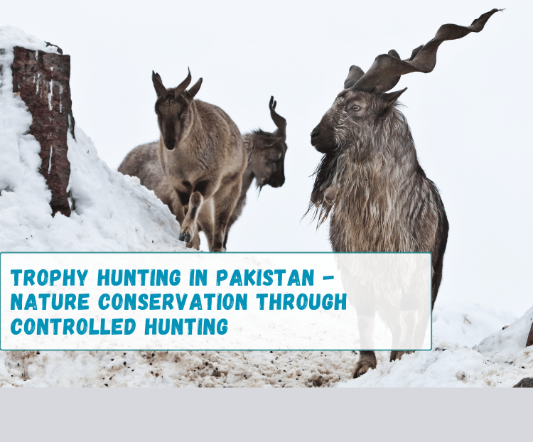 Trophy Hunting in Pakistan