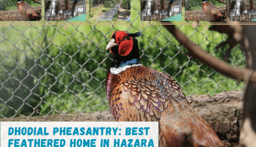 Dhodial Pheasantry