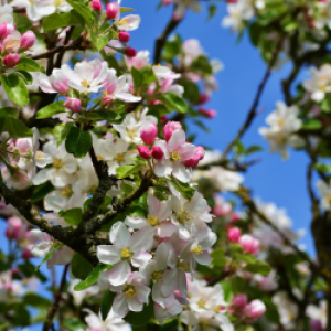 Hunza Cherry Blossom Tour 