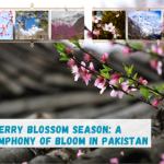 Cherry blossom Season