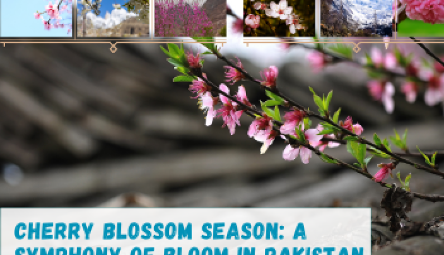 Cherry blossom Season