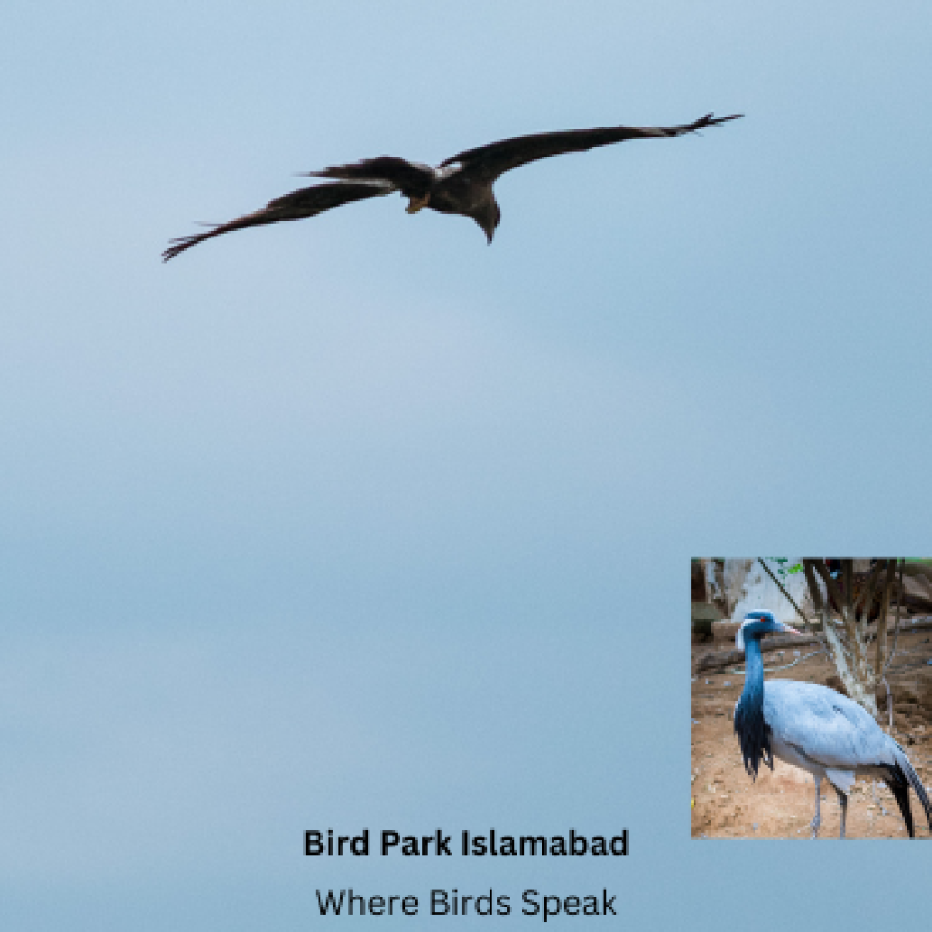 Bird Park Islamabad: Where Birds Speak 1000 Words