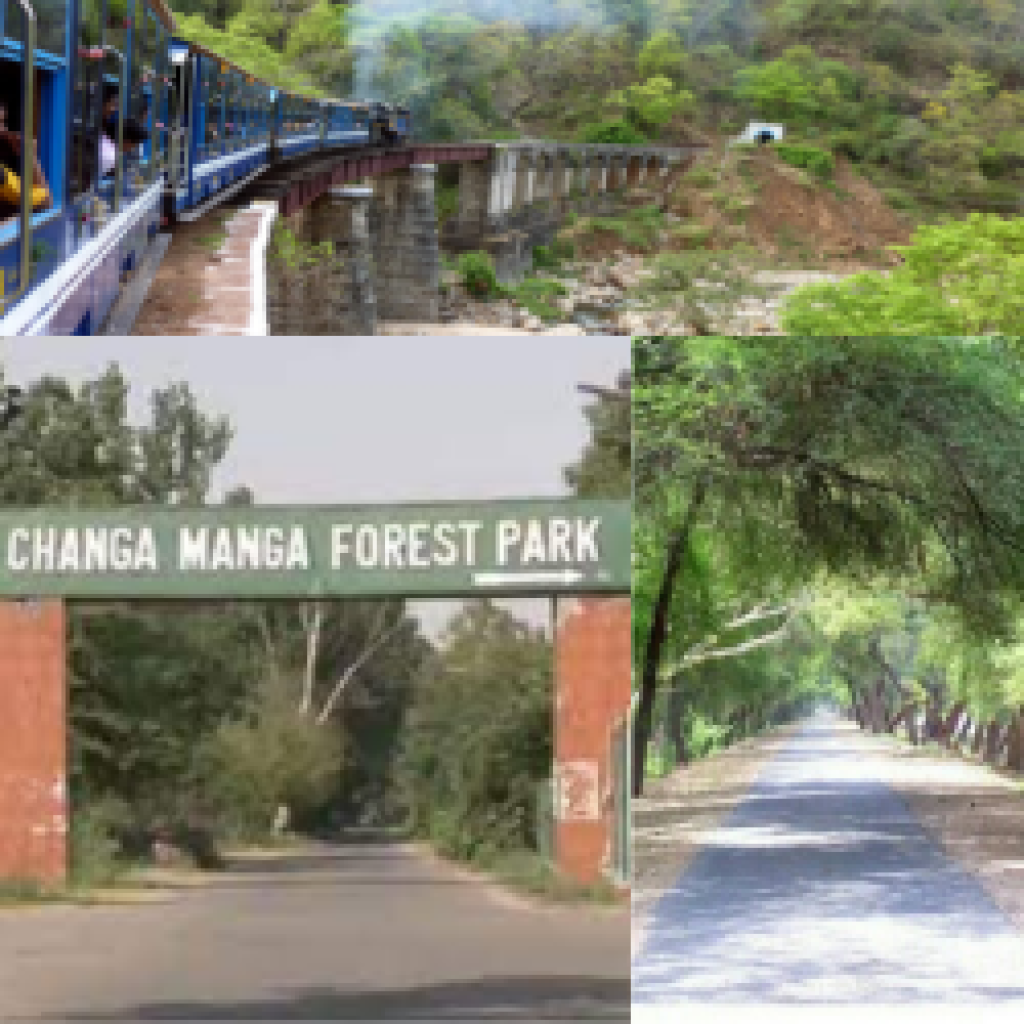 Changa Manga Forest