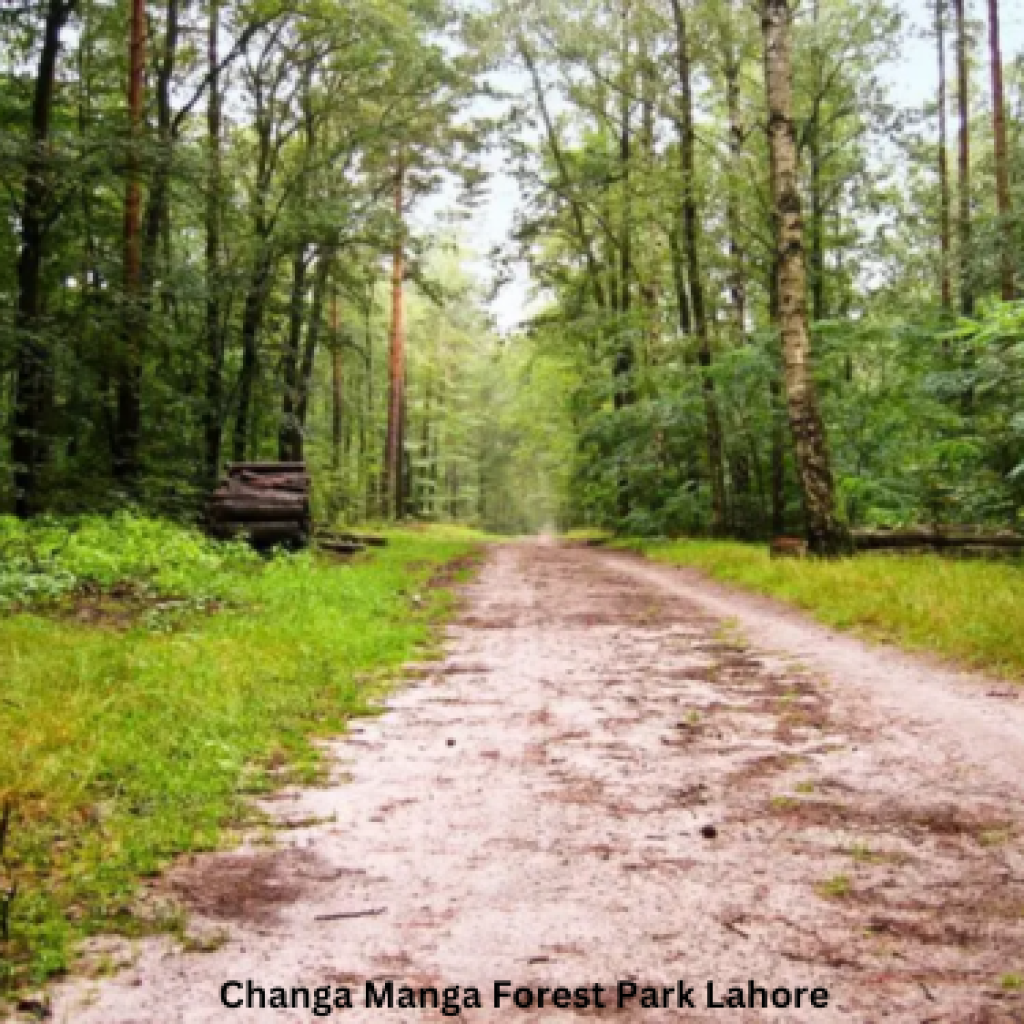 Changa Manga Forest Park: 1 Enjoyable Day Out of Lahore