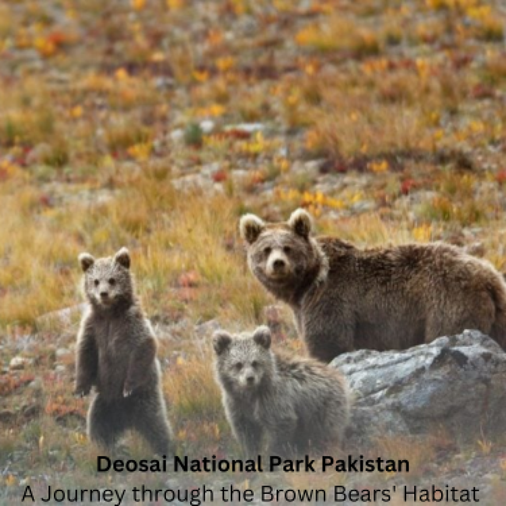 Deosai National Park: A Journey through the Brown Bears’ Habitat