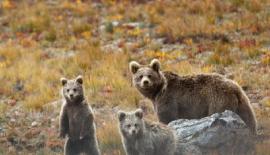 Deosai National Park