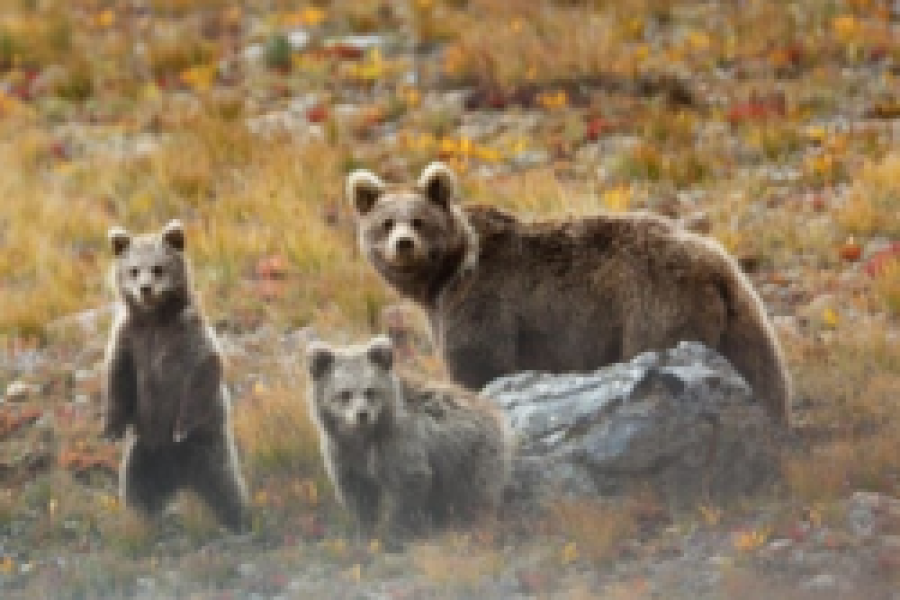 Deosai-National-Park