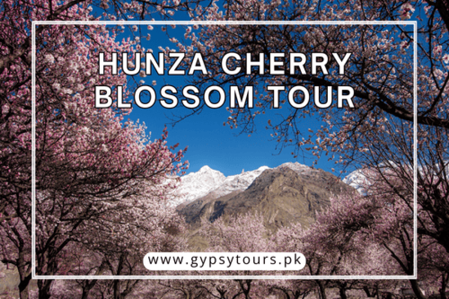 Hunza Cherry Blossom Tour