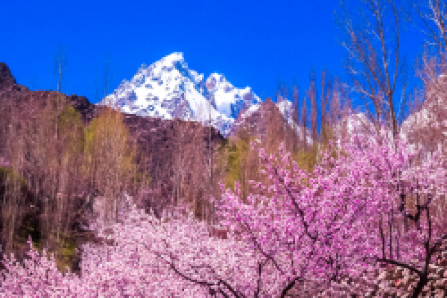 Hunza Cherry Blossom Tour