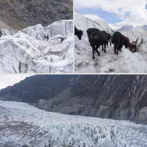 Cattle Migration