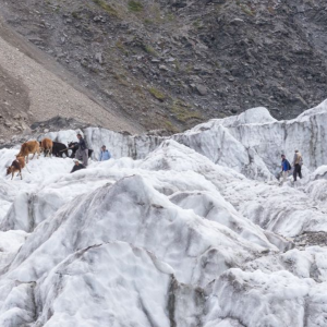 Cattle Migration